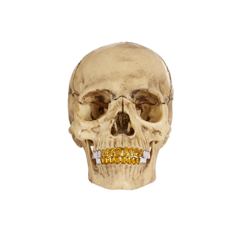 Supreme 4D Model Human Skull Natural